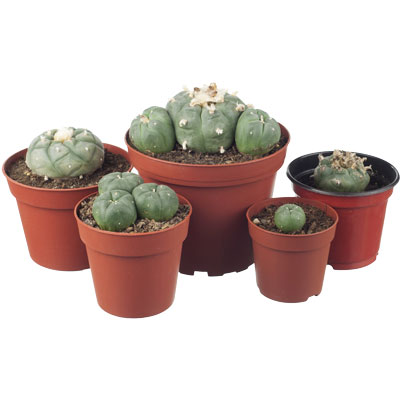 Cacti